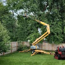 Best Tree Maintenance Programs  in El Centro, CA