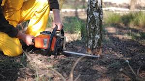 Best Utility Line Clearance  in El Centro, CA