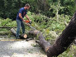 Professional Tree Care in El Centro, CA