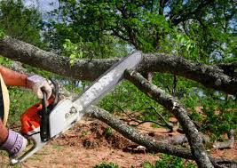 Best Stump Grinding and Removal  in El Centro, CA