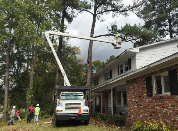 Best Arborist Consultation Services  in El Centro, CA