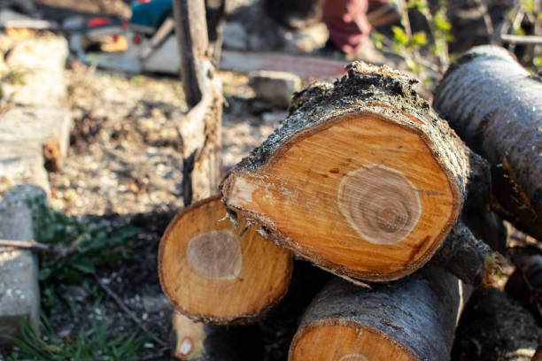 How Our Tree Care Process Works  in  El Centro, CA