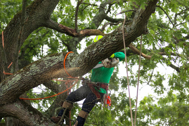 Best Pest Control for Lawns  in El Centro, CA