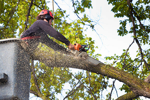  El Centro, CA Tree Care Pros