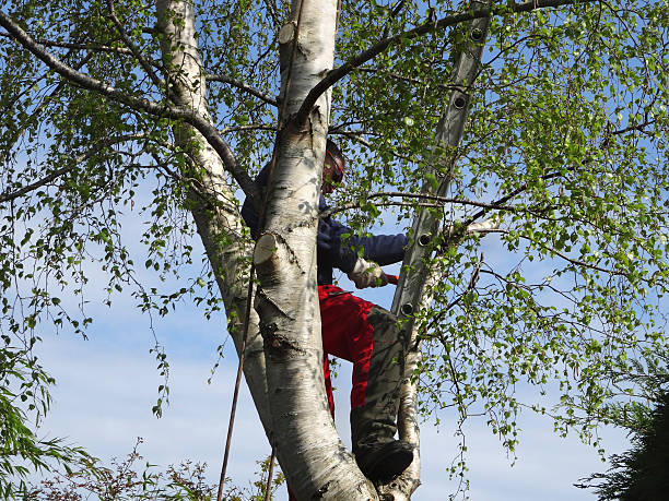 Tree and Shrub Care in El Centro, CA